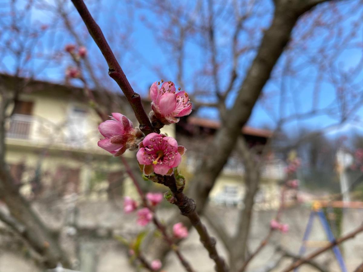 Oca Carolina * Buttigliera Alta